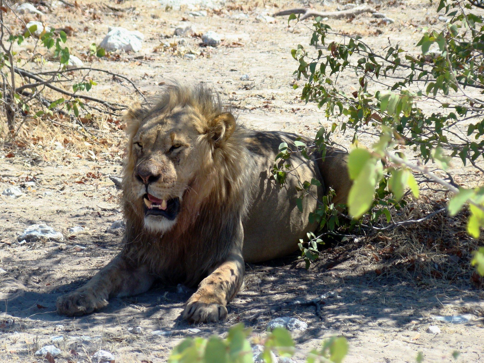 Gondwana Etosha Safari Lodge Okaukuejo Exterior foto
